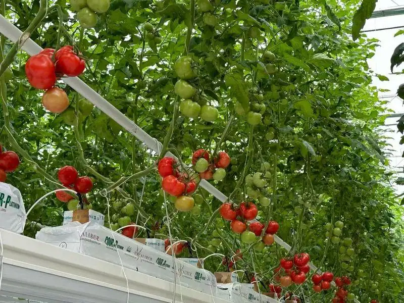 Greenhouse growing rows photographed for the Canaan and Bitforest project